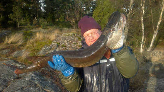 Risto Nordell esittelee jättimäistä kalaa