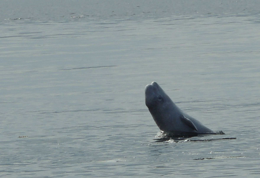 Maitovalas nousee pintaan Solovetskin luostarin lähistöllä.