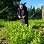 Nunna Nektaria ja ruiskukat Lintulan luostarissa