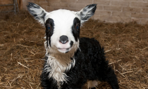 Valamon luostarin harmaa kesälammas katsoo kameraan aitauksessa