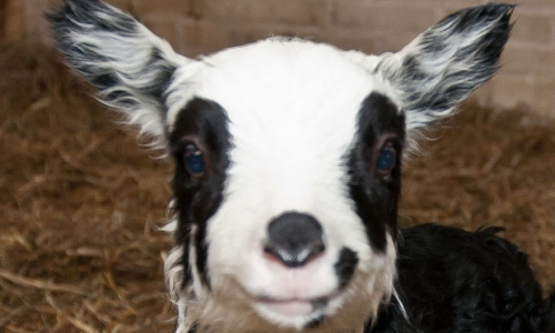 Mustavalkoinen_pässikaritsa_katsoo_kameraan